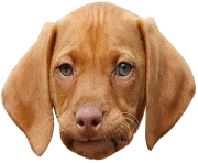 dog face png funny face