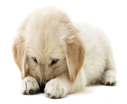 Golden Retriever Puppy PNG Clipart