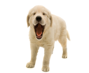 Golden Retriever Puppy PNG Transparent Image