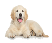 Golden Retriever Puppy PNG File