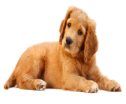 Dog PNG Cute