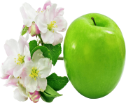 7 green apple png image