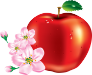 50 red apple png image