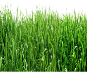 real grass png