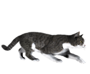 41 cat png image download picture kitten