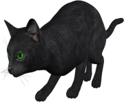 29 cat png image download picture kitten