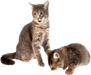 27 kitten png image download picture 