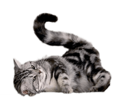 43 cat png image download picture kitten