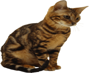 20 kitten png image download picture 