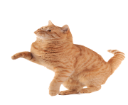 38 cat png image download picture kitten