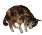 44 cat png image download picture kitten