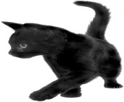 26 cat png image download picture kitten