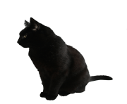 cat png image download picture kitten