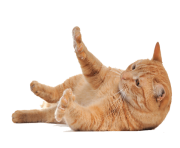 28 cat png image download picture kitten
