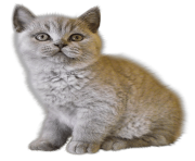 39 kitten png image download picture 
