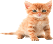 19 cat png image download picture kitten