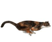 18 cat png image download picture kitten