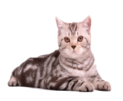 cat png 13