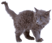 16 kitten png image download picture 