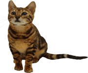 25 kitten png image download picture 