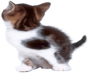 37 cat png image download picture kitten