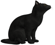 black cat png photo