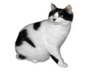 black and white cat png
