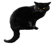 black cat png HD transparent