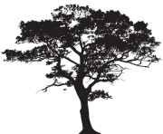 oak africa tree clipart black and white