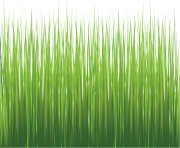 grass png 32