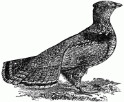 partridge 22651 bird