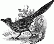 chaparral 17829 bird