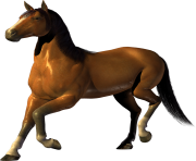 horse PNG311