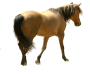 horse PNG325