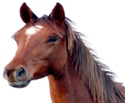 Animal Horse Png Transparent 9
