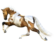 Animal Horse Png Transparent 11