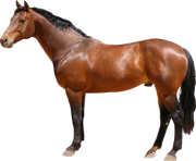 horse png Eohippus 8