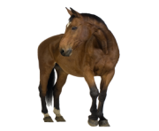 Horse Png Equidae Family 5
