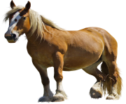 Horse Png Equidae Family 3