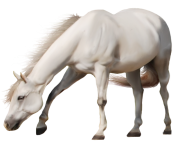white horse png 6