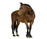 Horse Png Equidae Family 12