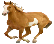 Horse Png Equidae Family 11