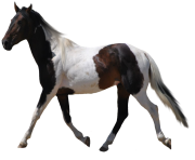white horse png 3