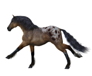 Horse Png Equidae Family 6