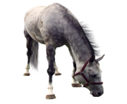 white horse png 2