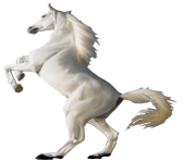 white horse png 4