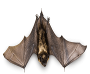realistic bat png 5