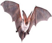 bats png img 13