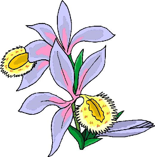 flower clipart 765906