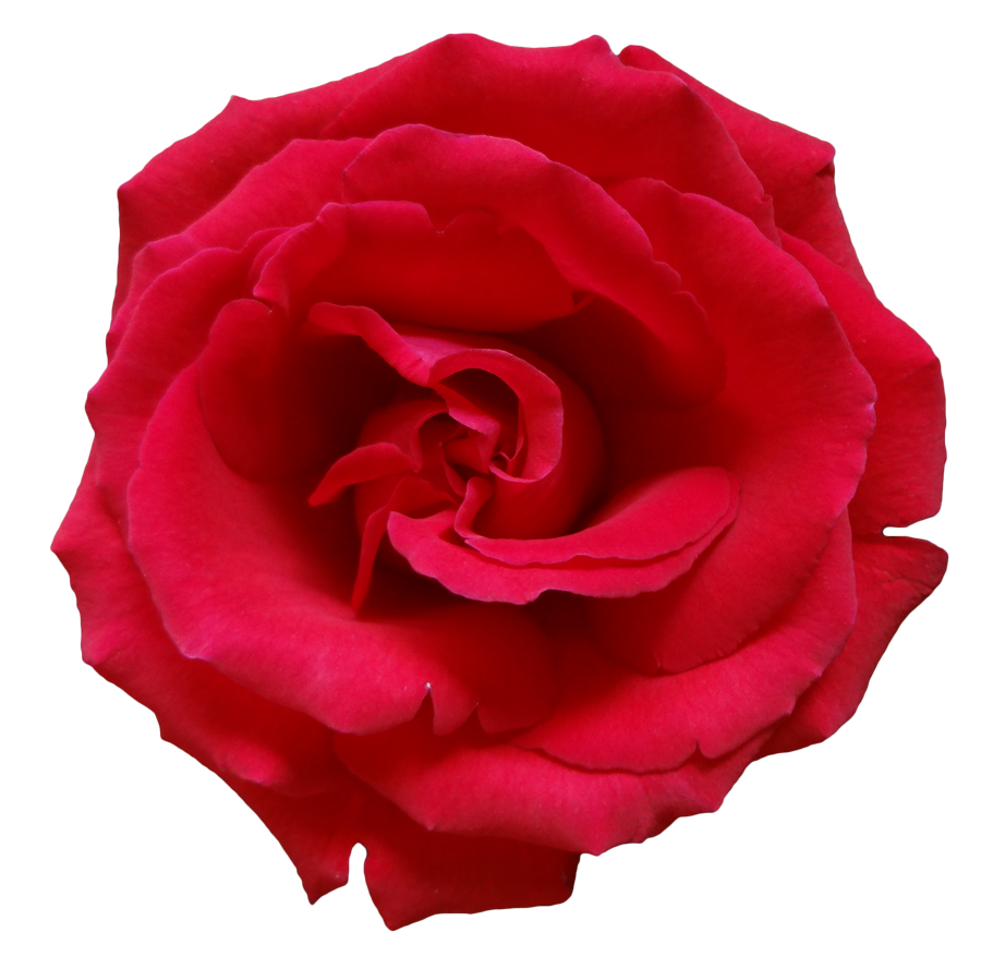 Rose Png Flower Beautiful Free